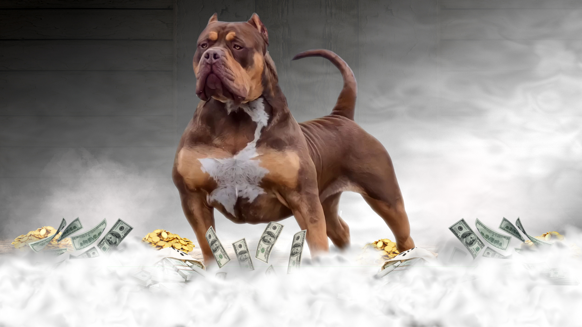 Read more about the article Bossy’s Dinero