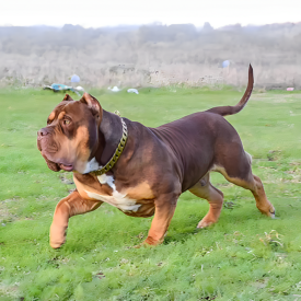 bossy bloodlines puppies for sale xl bullies