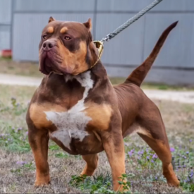bossy's dinero xl chocolate tri american bully texas
