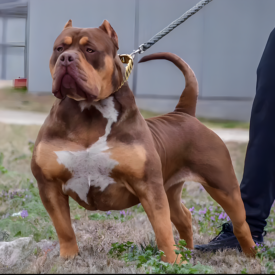 xl american bully breeders near me