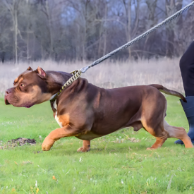 xl pitbull breeders and puppies for sale in tx
