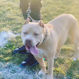 HSB Ghost lilac XL pitbull with blue eyes
