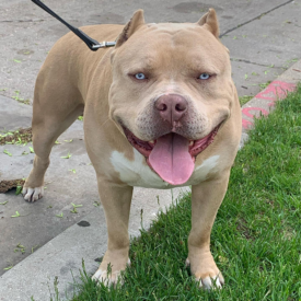 american bullies for sale lilac blue eyes