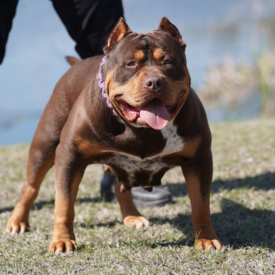 american bully breeders kennels texas