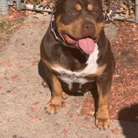 gatorhead bullies blooodline american bullies xl