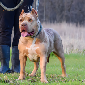 lilac merle xl american bully texas