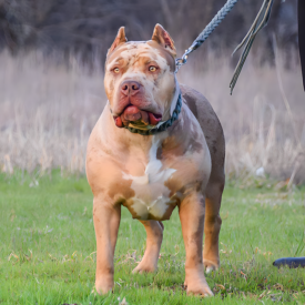 puppies for sale lilac merle bullies xl