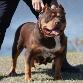 ticked chocolate tri american bully ghb