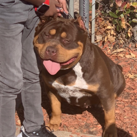 ticked tri xl bully chocolate