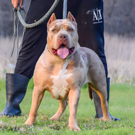 xl merle bully breeders texas