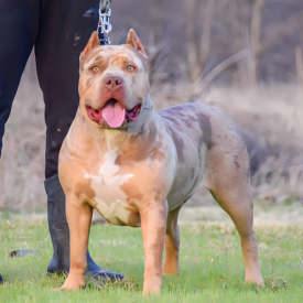 xl pitbull breeders in texas lilac merle